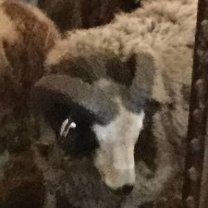 Meet your Posher, Cassie